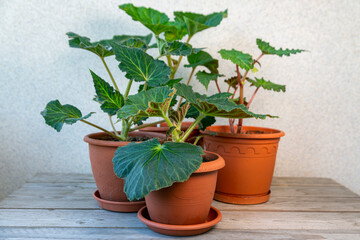 Young sprouts and leaves of tuberous begonia in a pot on the windowsill. Home flowers, hobby.