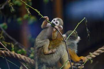 The dwarf monkey saimiri sits on the back of an adult monkey.Saimiri sciureus