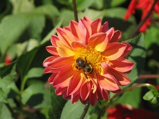 bee on flower