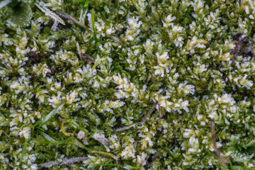 Mossy with rime frost ,Natural background with hoarfrost on the grass,winter morning in Italy.