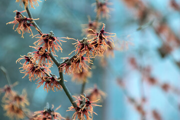 Zaubernuss (Hamamelis), Zweig mit Blüten