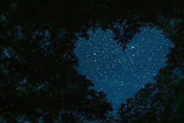 a panorama spring night forest trees in the center of the heart on Valentine's Day