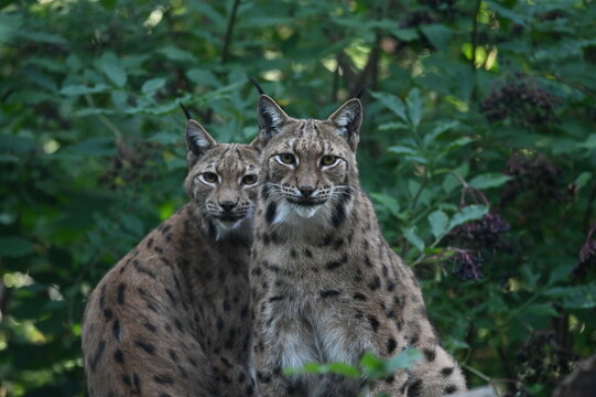 two lynx looking to me - Powered by Adobe