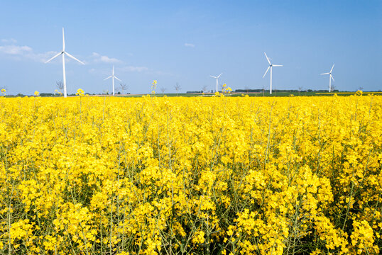 Parc &eacute;olien avec 5 &eacute;oliennes de 2 m&eacute;gawatts dans la Somme. Champ de colza au 1er plan