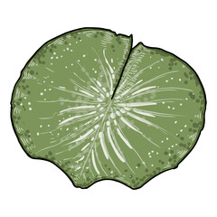 Lotus leaf, isolated. Drawing of water lily leaf. Vector.