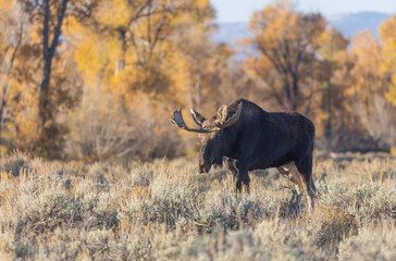 Bull Moose in Grand Teton national Park Wyoming in Autumn