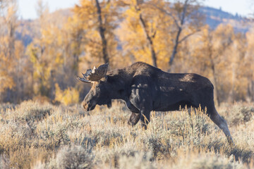 Obraz na płótnie Canvas Bull Moose in Grand Teton national Park Wyoming in Autumn