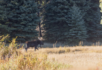 Obraz na płótnie Canvas Bull Moose in Grand Teton national Park Wyoming in Autumn