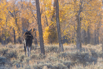 Bull Moose in Grand Teton national Park Wyoming in Autumn