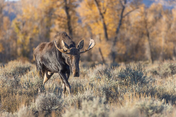 Naklejka na ściany i meble Bull Moose in Grand Teton national Park Wyoming in Autumn