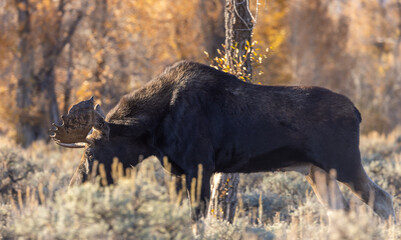 Bull Moose in Grand Teton national Park Wyoming in Autumn