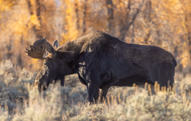 Bull Moose in Grand Teton national Park Wyoming in Autumn