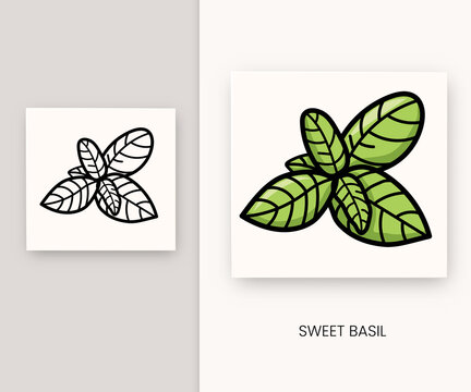 Sweet Basil is a green plant