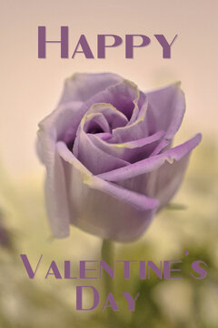Purple Rose with Valentine Text