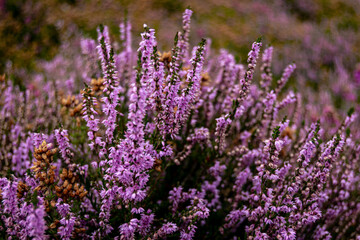 Closeup of a heather plant, purple little flowers growing in wild covering the hills of Peak District