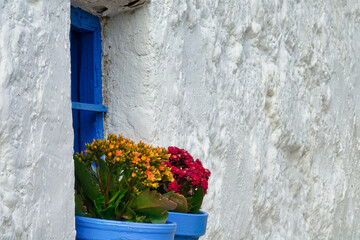 Fototapeta na wymiar Small window with blue frame and curtain decorated with two flower pots