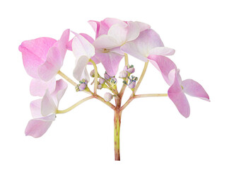 Hydrangea flower isolated on white background