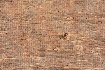 Detalle de la veta de un tablero de madera antigua, fondo textura