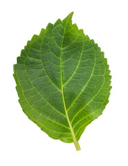 Green fresh leaf isolated on white background