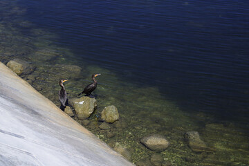 Duck diver from campeche, mexico, resting in flock