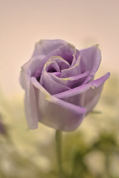 Purple rose