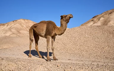 Deurstickers Lonely camel on it way in the remote desert region, Israel. Desert landscape on the background. © A.Pushkin