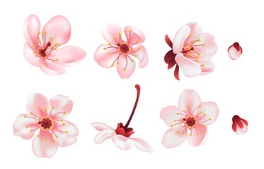 Realistic sakura or cherry blossom Spring blooming flowers, pink petals vector set for your own design.