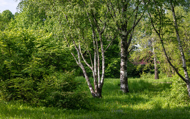 Obraz premium Beautiful birch trees at the edge of the forest.