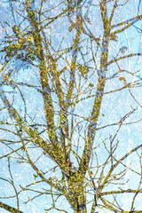 Double exposure tree in summer