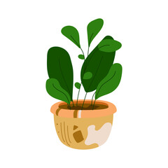 Home plant in a pot. Vector illustration of office plants in a decorative pot isolated. Home decoration elements