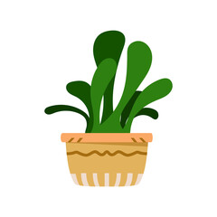 Home plant in a pot. Vector illustration of office plants in a decorative pot isolated. Home decoration elements