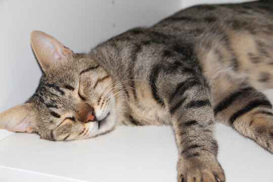 cat sleeping on the table near laptop. close up. High quality photo