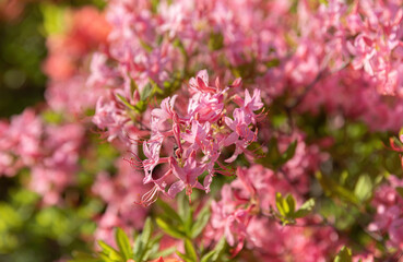 Floral background with azalea or rhododendron plant