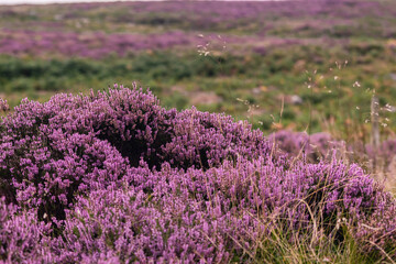 Fototapeta na wymiar Closeup of a heather plant, purple little flowers growing in wild covering the hills of Peak District