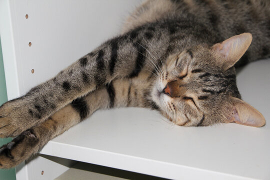 cat sleeping on the table near laptop. close up. High quality photo