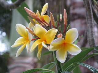 yellow frangipani flowers