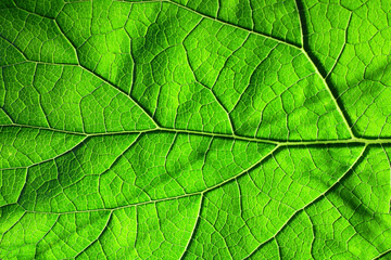 Naklejka na ściany i meble the texture of a green leaf. plant leaf close-up
