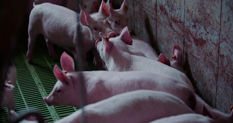 Pigs at Livestock farm. Pork Production, Livestock, Swine.
