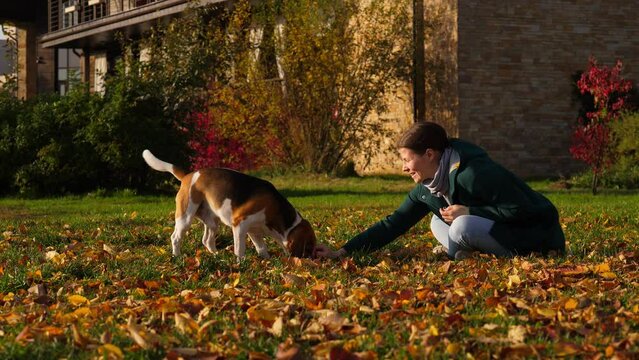 Dog try to catch thrown toy but miss and let it fall, woman pick toy from ground. Owner lady sitting on lawn and playing with beagle at autumn park. Fallen leaves lie around