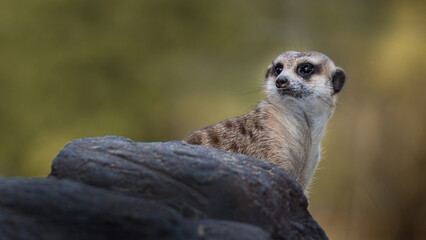 The meerkat
