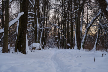 Path in a snowy park