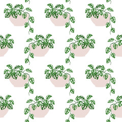Monstera adansonii. Vector seamless pattern of a houseplant in a pot on a white background.