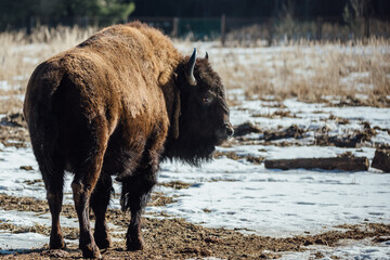 European bison in park 4