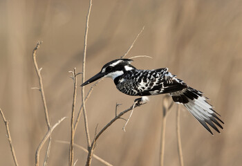 Pied Kingfisher perched on a twig stretching its wings at Asker marsh, Bahrain