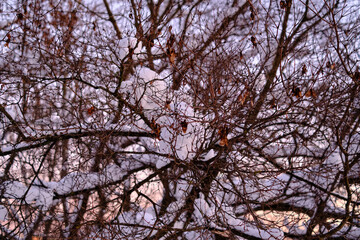 Obraz premium tree in the snow