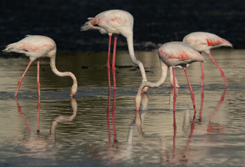 Greater Flamingos feeding and dramatic reflection on water at Tubli bay in the morning, Bahrain