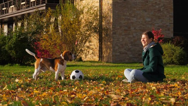 Woman try to play with languid dog, throw ball towards pet, but beagle stand still. Woman start laugh of funny passive reaction of tired or dispirited dog. Autumn park outdoors, fallen leaves on grass