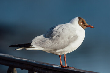Black headed gull 4