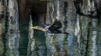 Cormorant in silver springs Florida