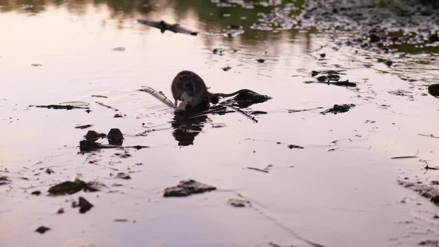 Rat take piece of soaked wet white bread from water and put it in mouth, hold carefully and go away. Male animal search and provide food for group or family